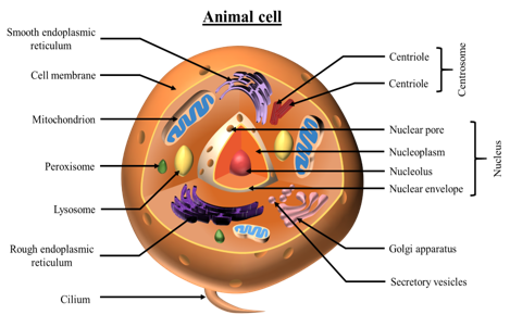 Cellular functions (including stem cells)