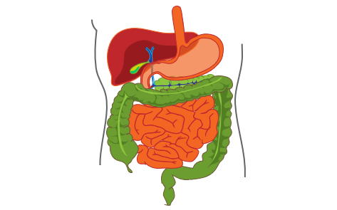Gastrointestinal tract and Hepatobiliary system (including probiotics)